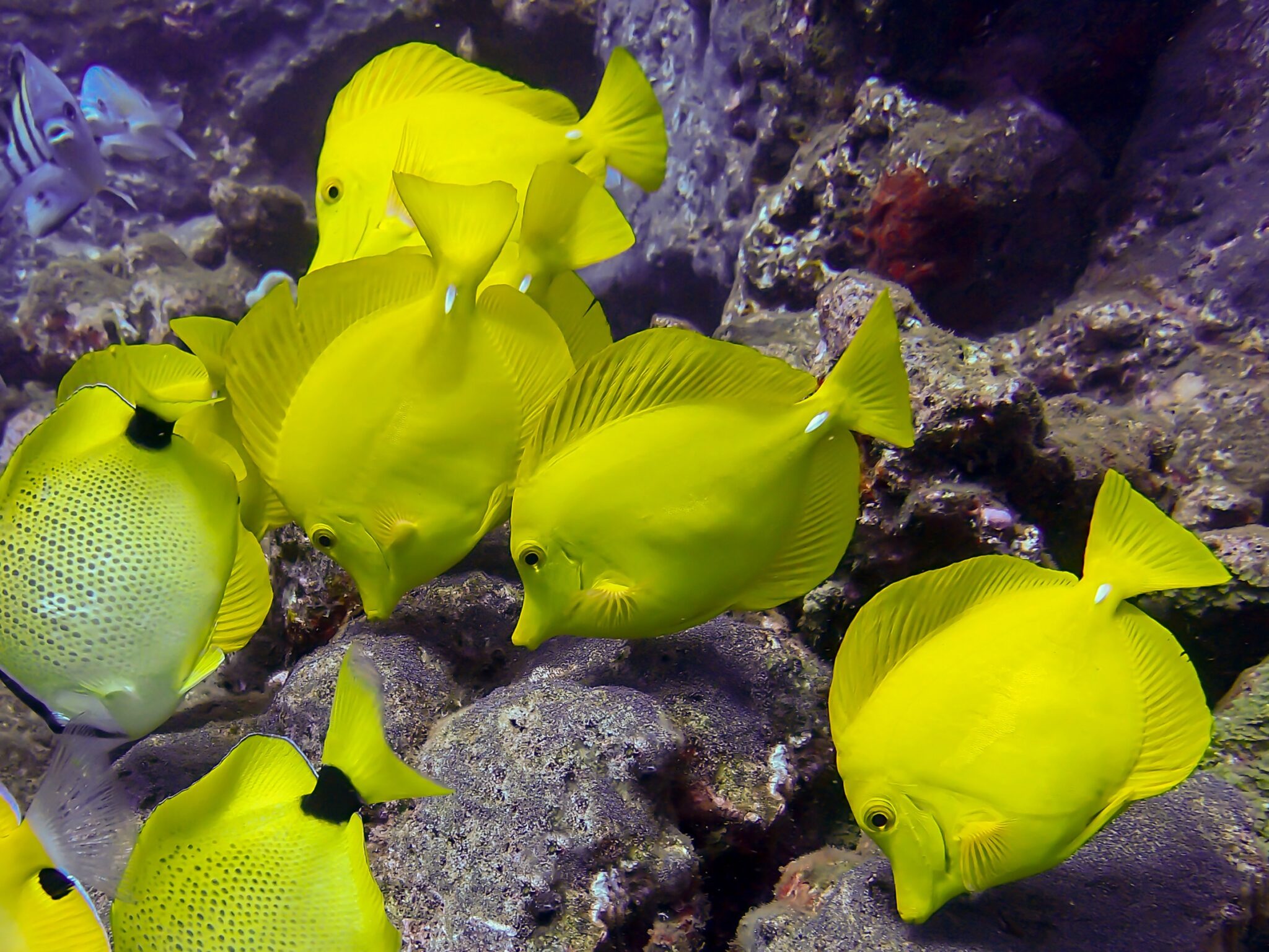 le-poisson-chirurgien-zebrasoma-flavescens