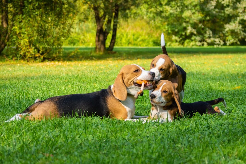 Tout Ce Qu il Faut Savoir Sur Le Beagle tout-ce-qu-il-faut-savoir-sur-le-beagle