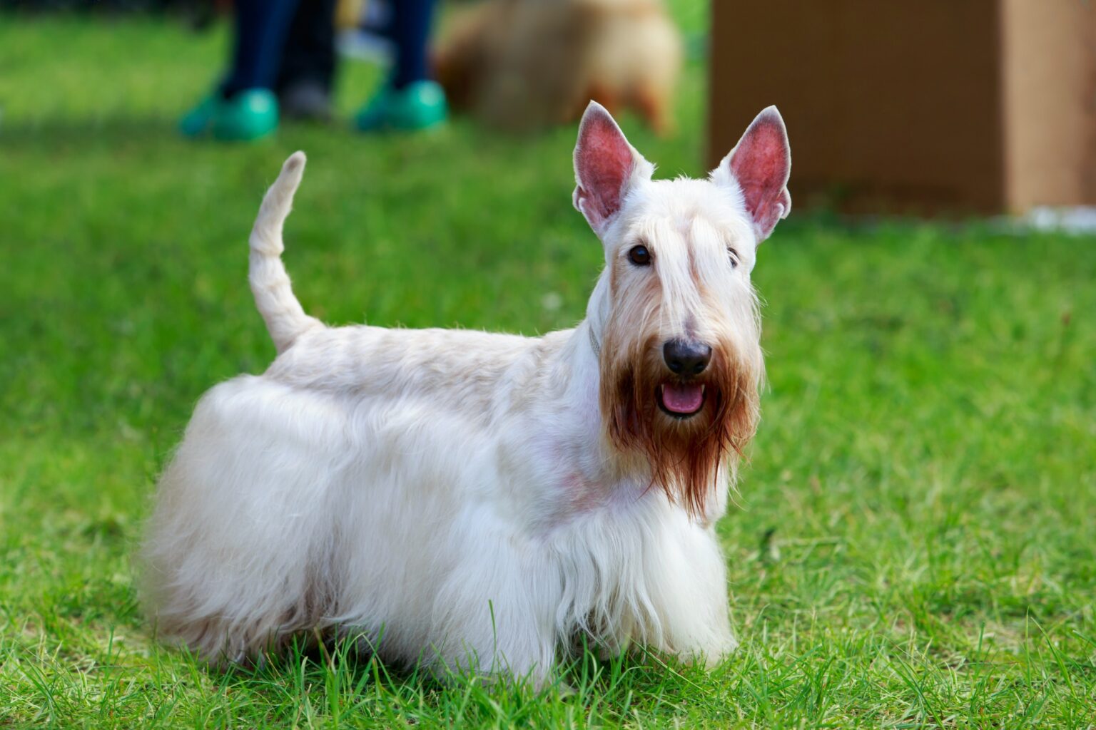 Un Chien Terrier écossais Avec Un Costume De Kilt Portant Un Portrait