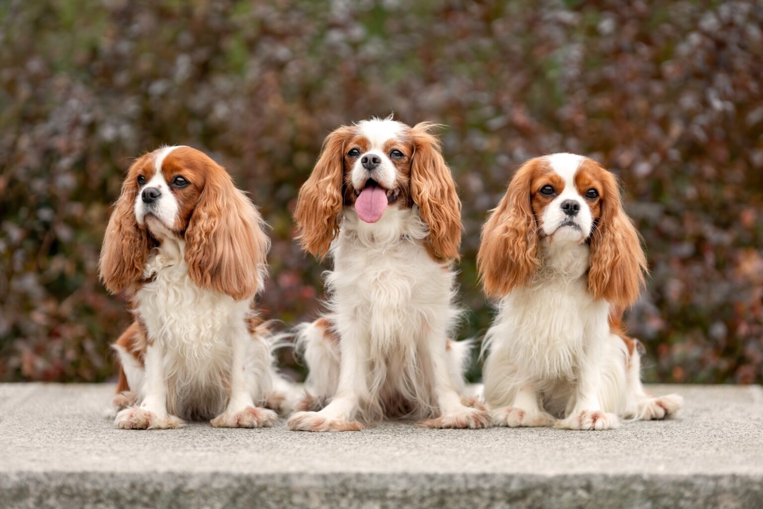 Les Caractéristiques Du Cavalier King Charles Pix Nom www.animaleco.com