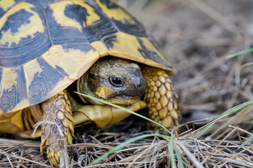 Les Tortues Terrestres Un Reptile Fascinant les-tortues-terrestres-un-reptile-fascinant