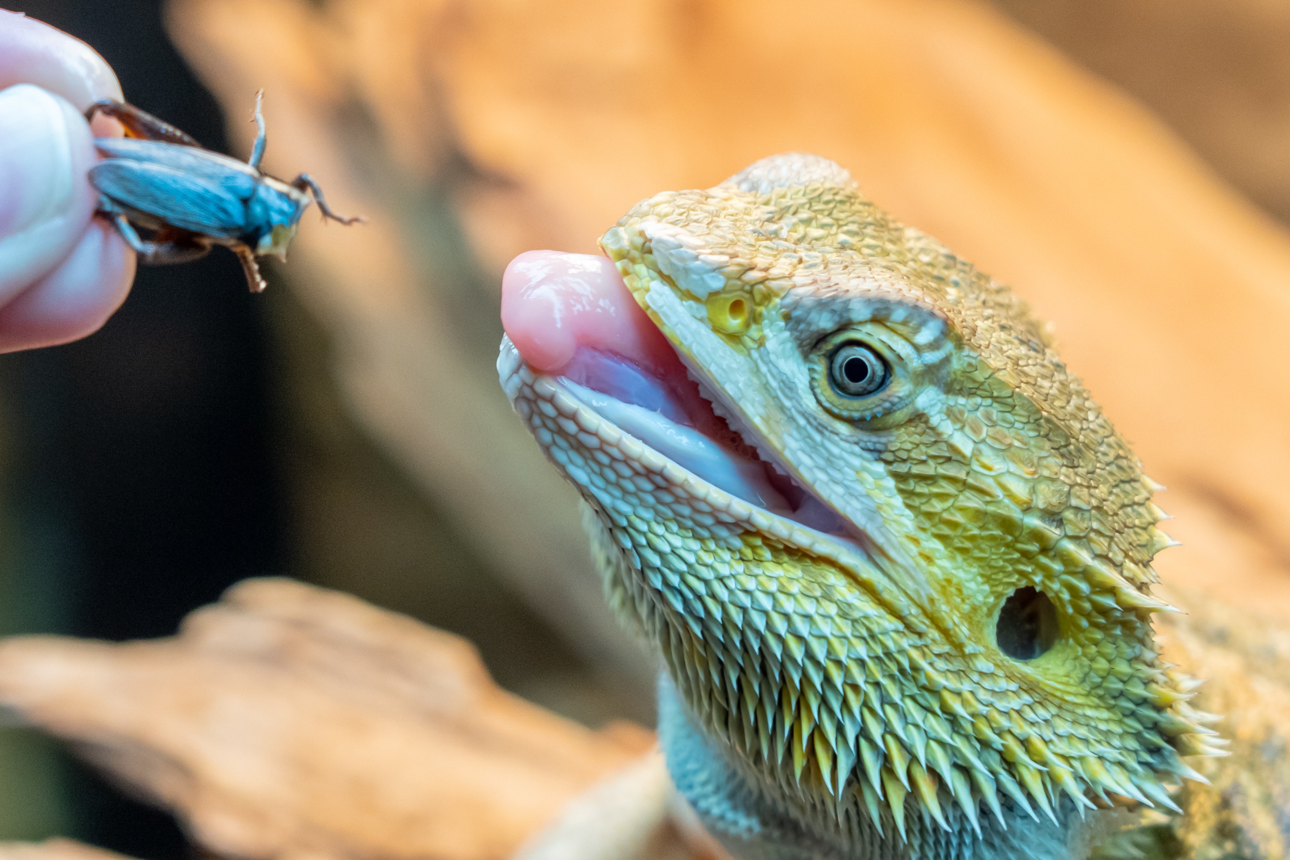 Alimentation du lézard comment bien nourrir son reptile