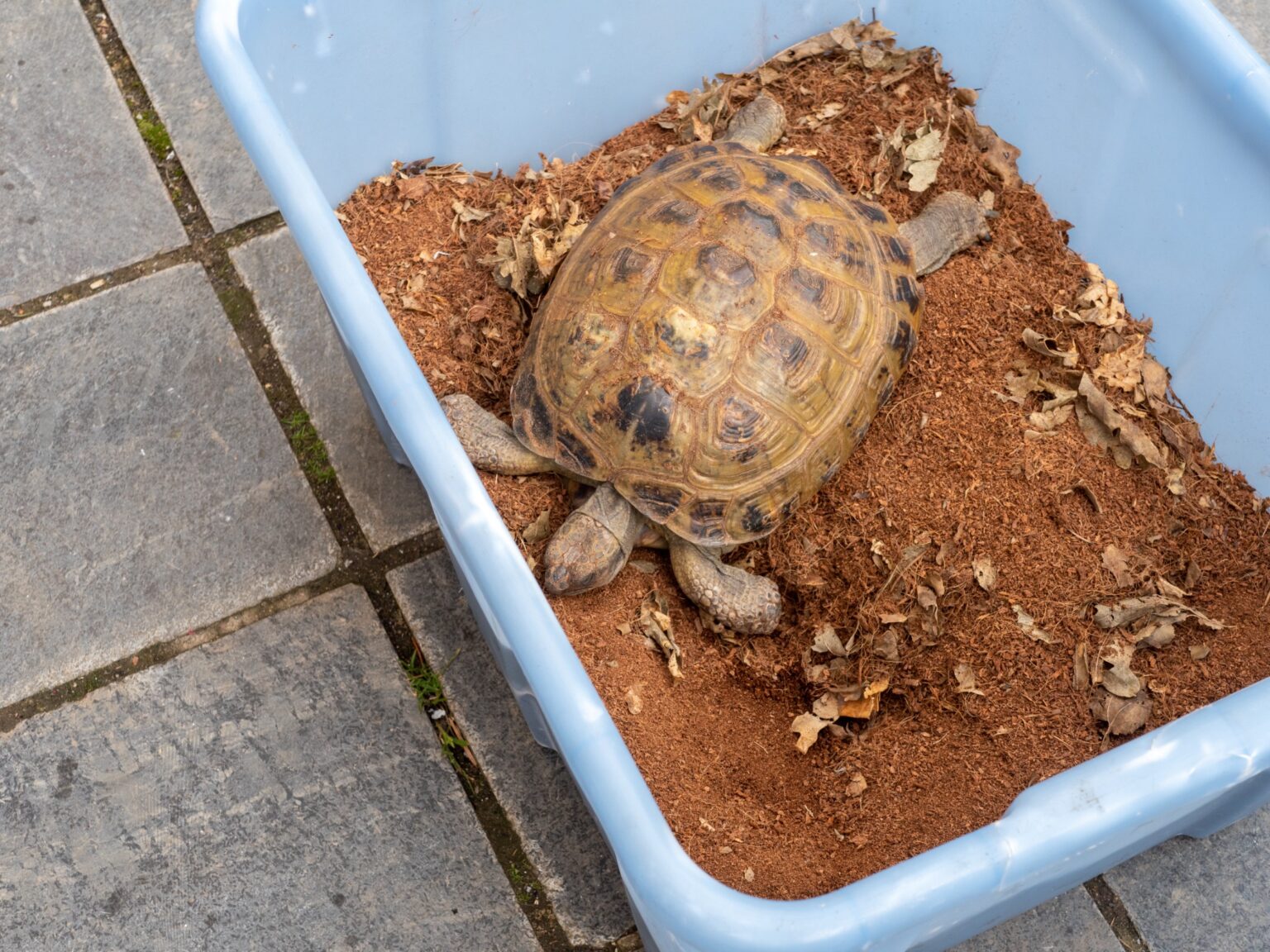 Comment préparer l'hibernation de ma tortue de terre