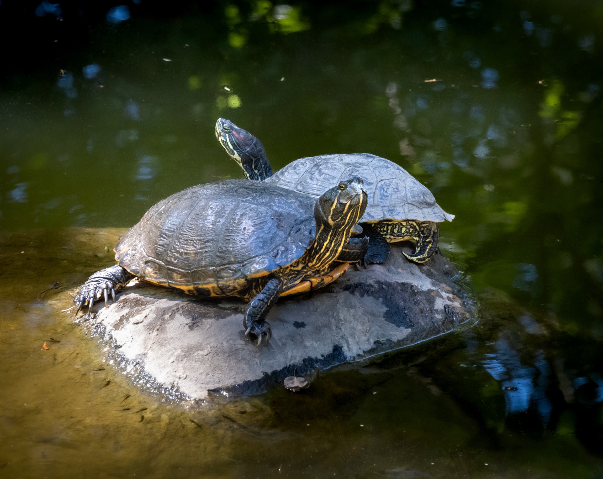 Tortues aquatiques comprendre les reptiles ectothermes