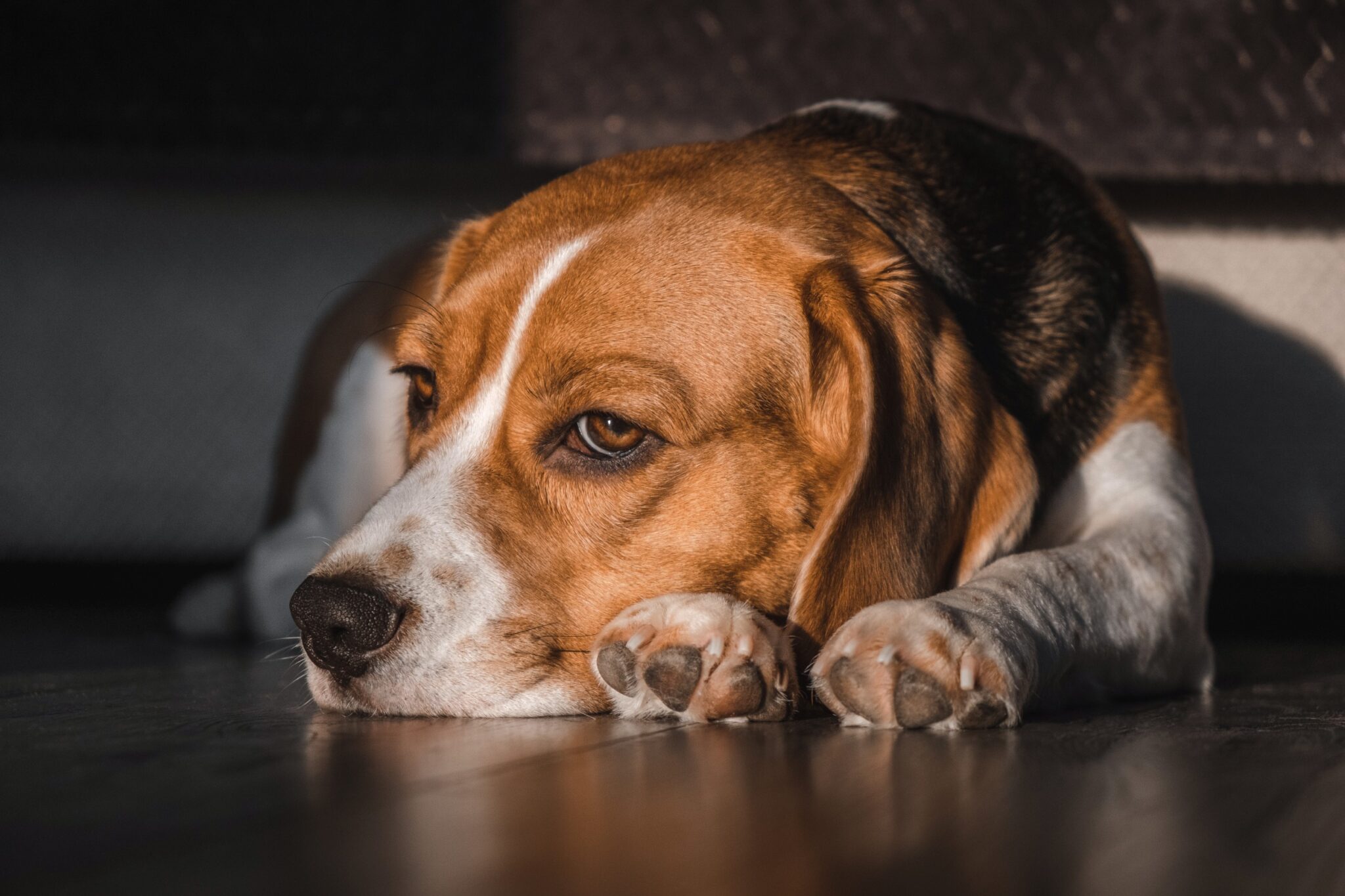 13-signes-que-votre-chien-est-stress-d-prim-ou-triste
