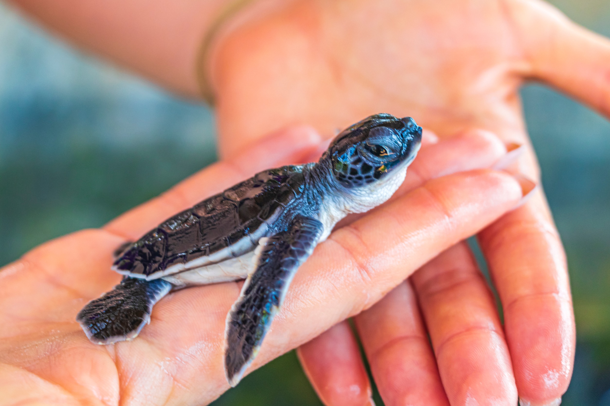 Quelle alimentation pour ma tortue de terre ? - Blog