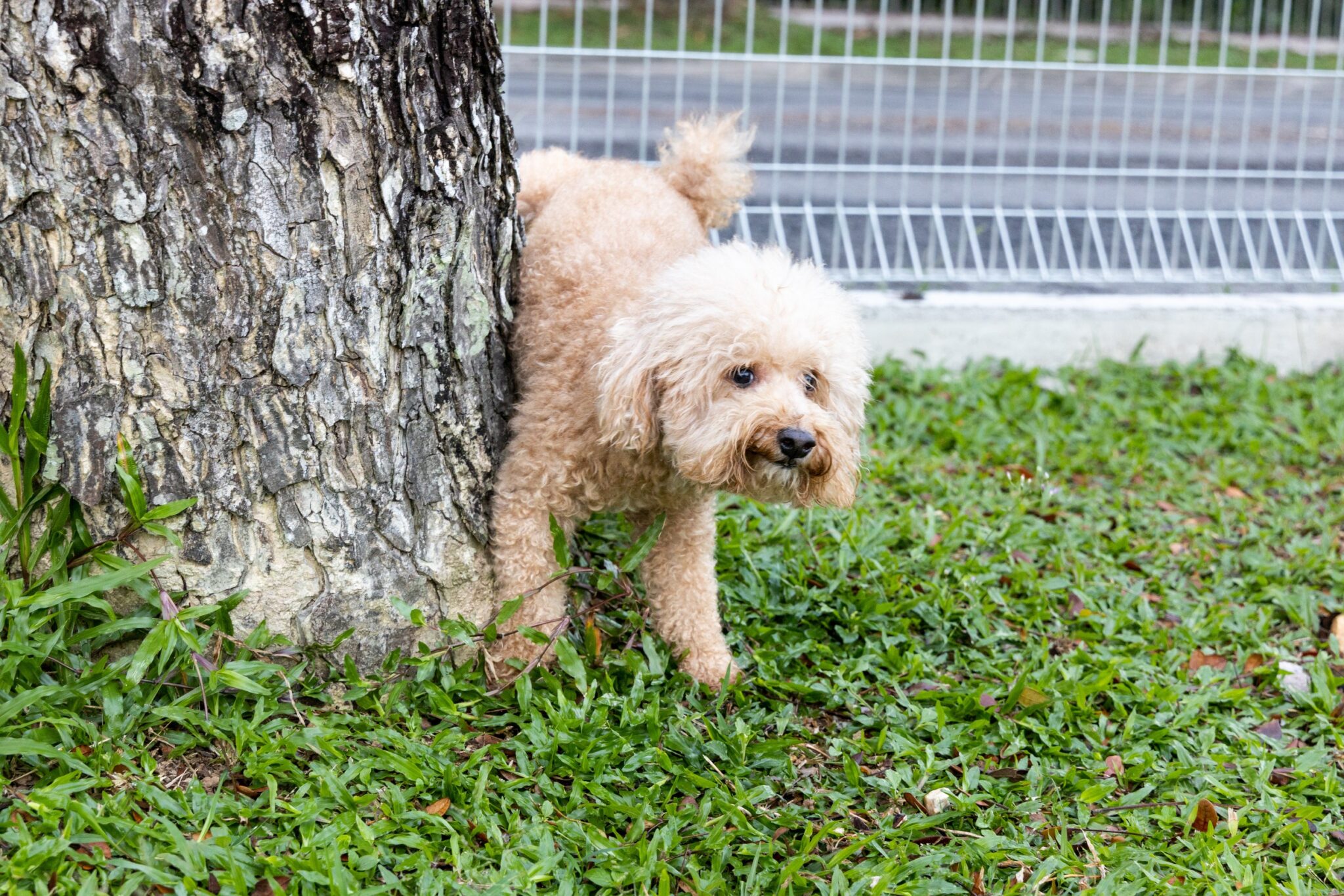Comment empêcher les chiens de faire pipi à l'intérieur : astuces et