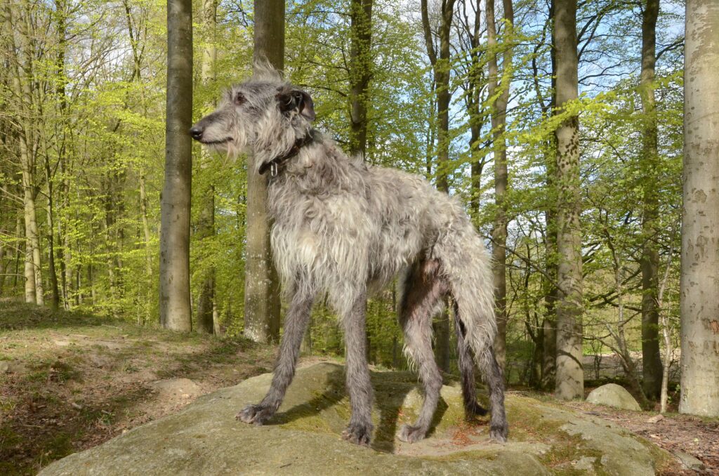 Tout savoir sur le Chien Lévrier Ecossais