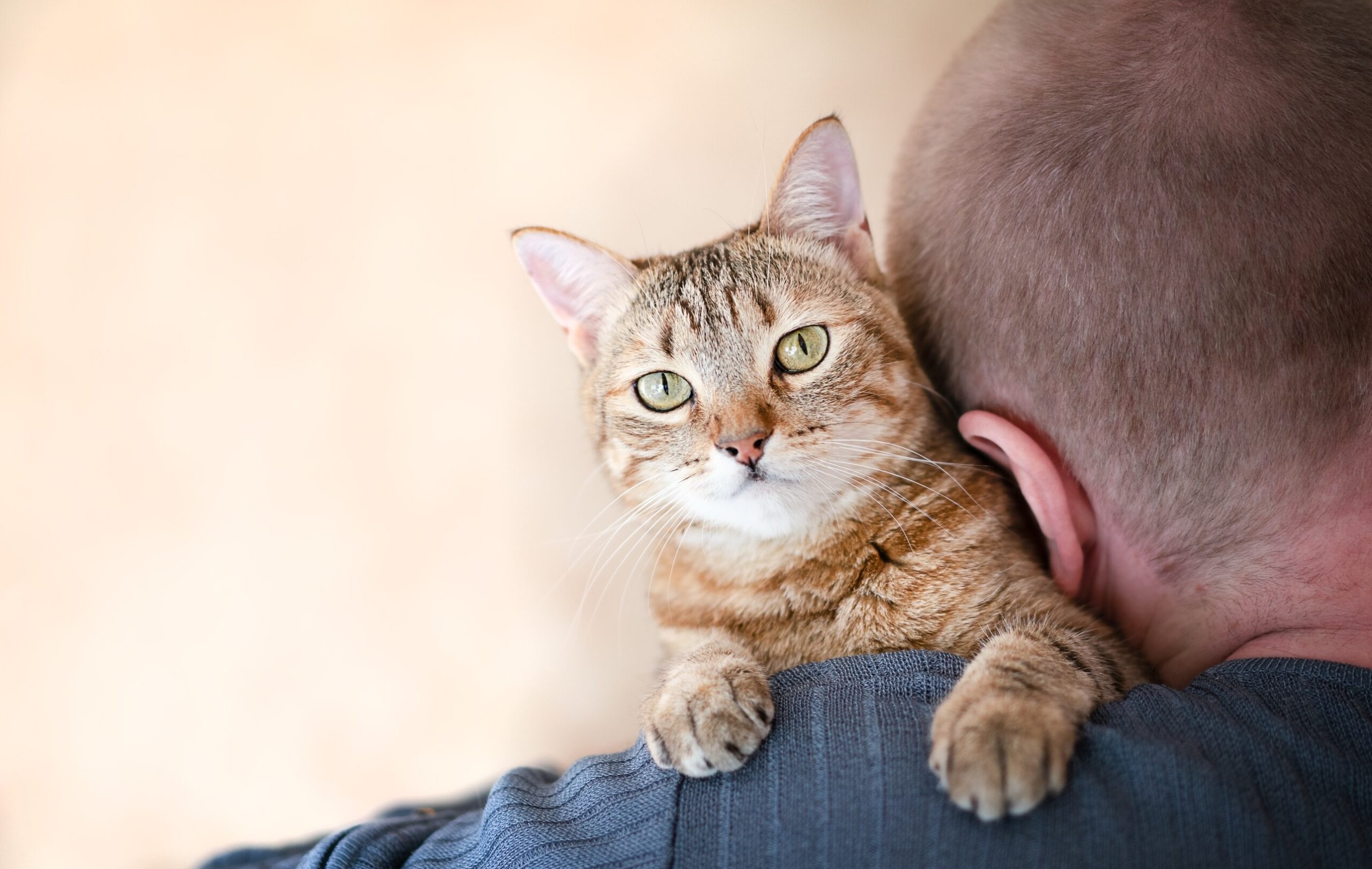 Comment savoir si votre chat vous aime