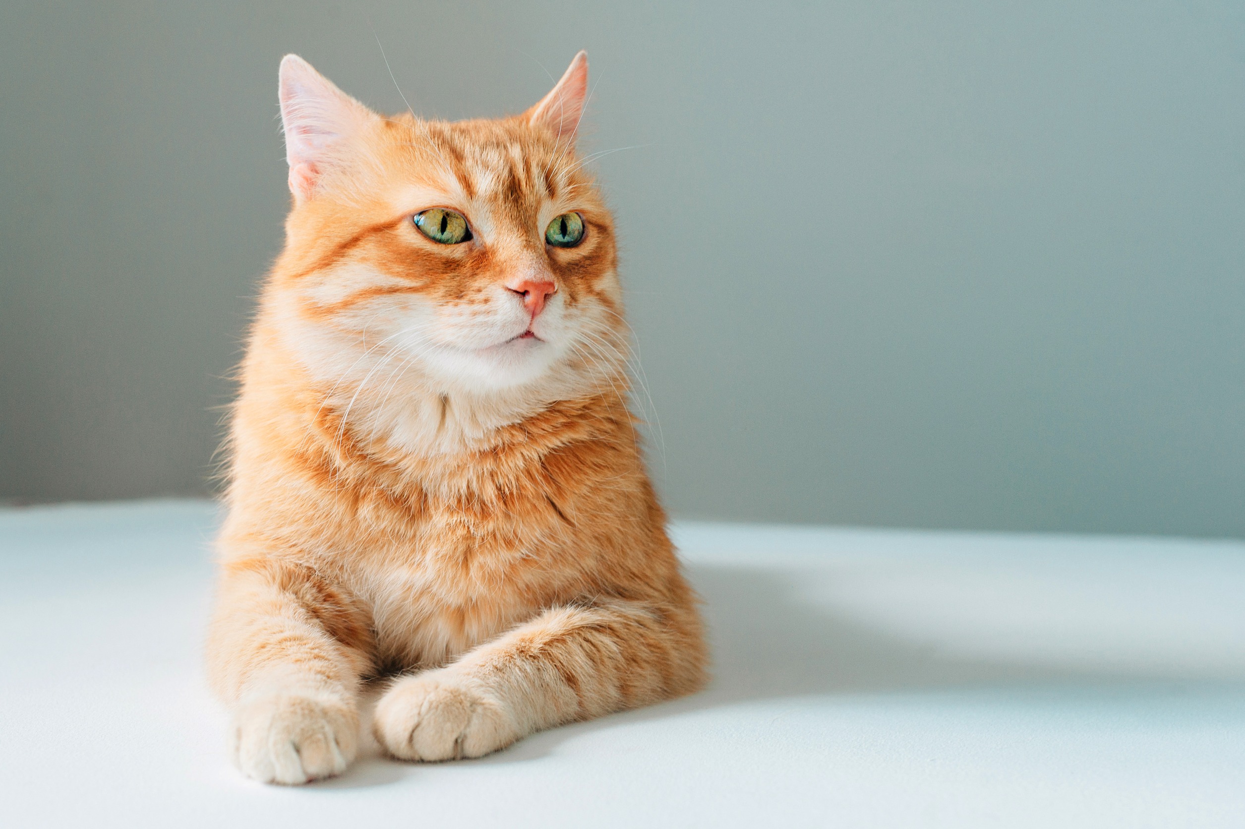 10 raisons pour lesquelles adopter un chat âgé est la meilleure ...