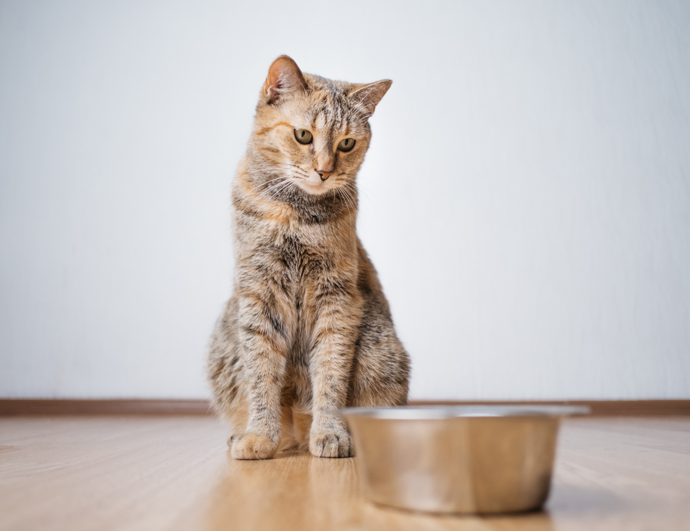 Pourquoi mon chat ne mange pas pendant le voyage