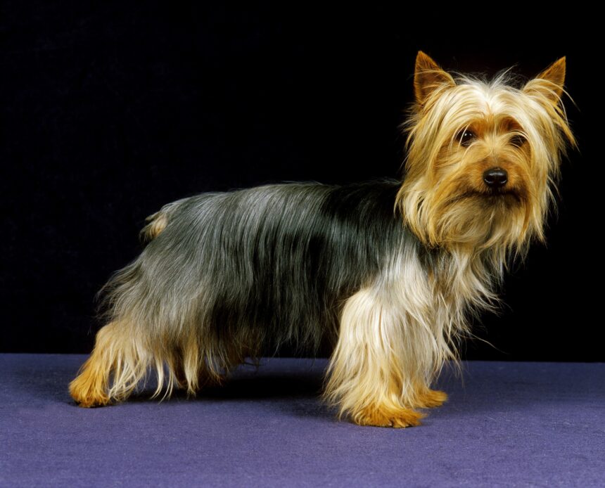 Le Terrier Australien à Poil Soyeux une Race de Chien Unique