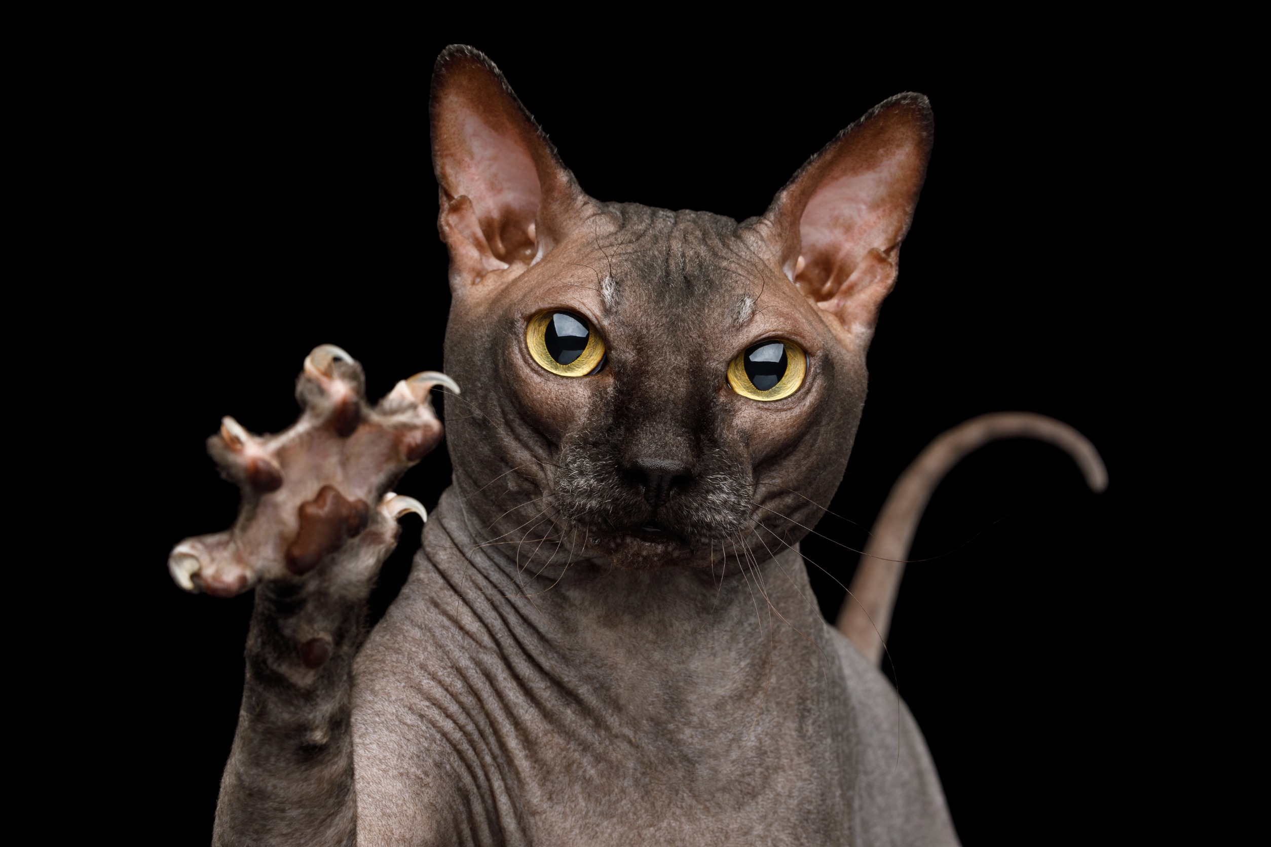particularité du chat sphynx peut il bronzer