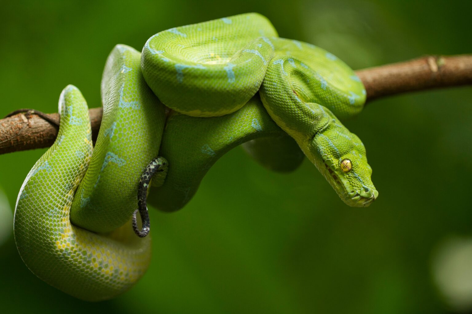 Le guide ultime des 10 meilleurs serpents de compagnie pour les débutants