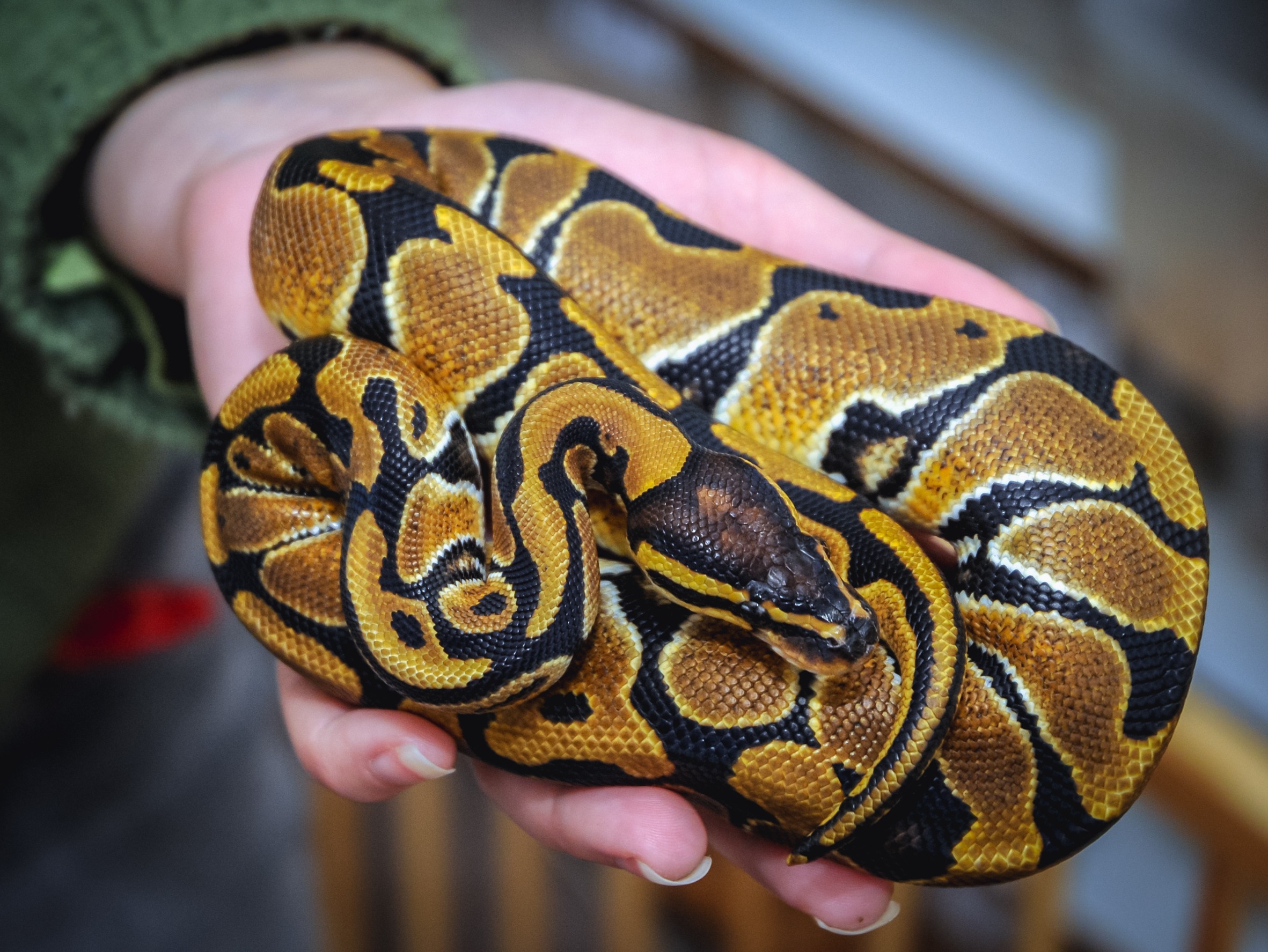 10 Conseils Essentiels Avant D adopter Un Python Royal