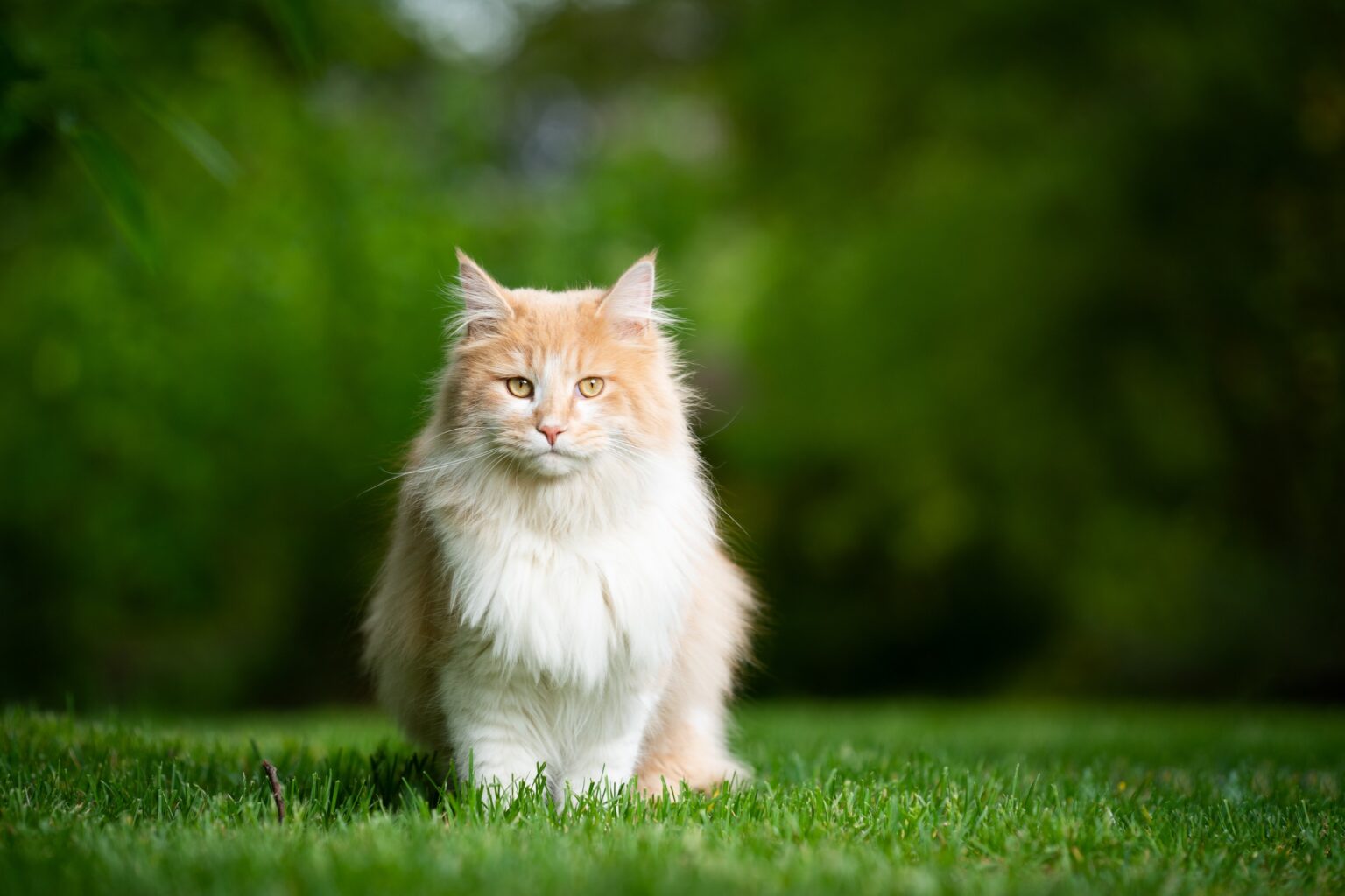 Les 10 choses essentielles à connaître sur les Maine Coons avant d