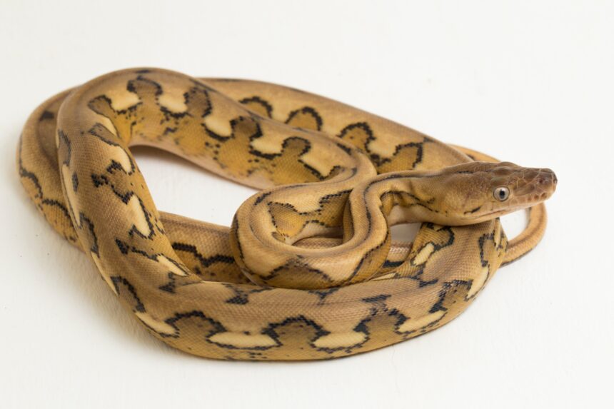 Le guide ultime des 10 meilleurs serpents de compagnie pour les débutants