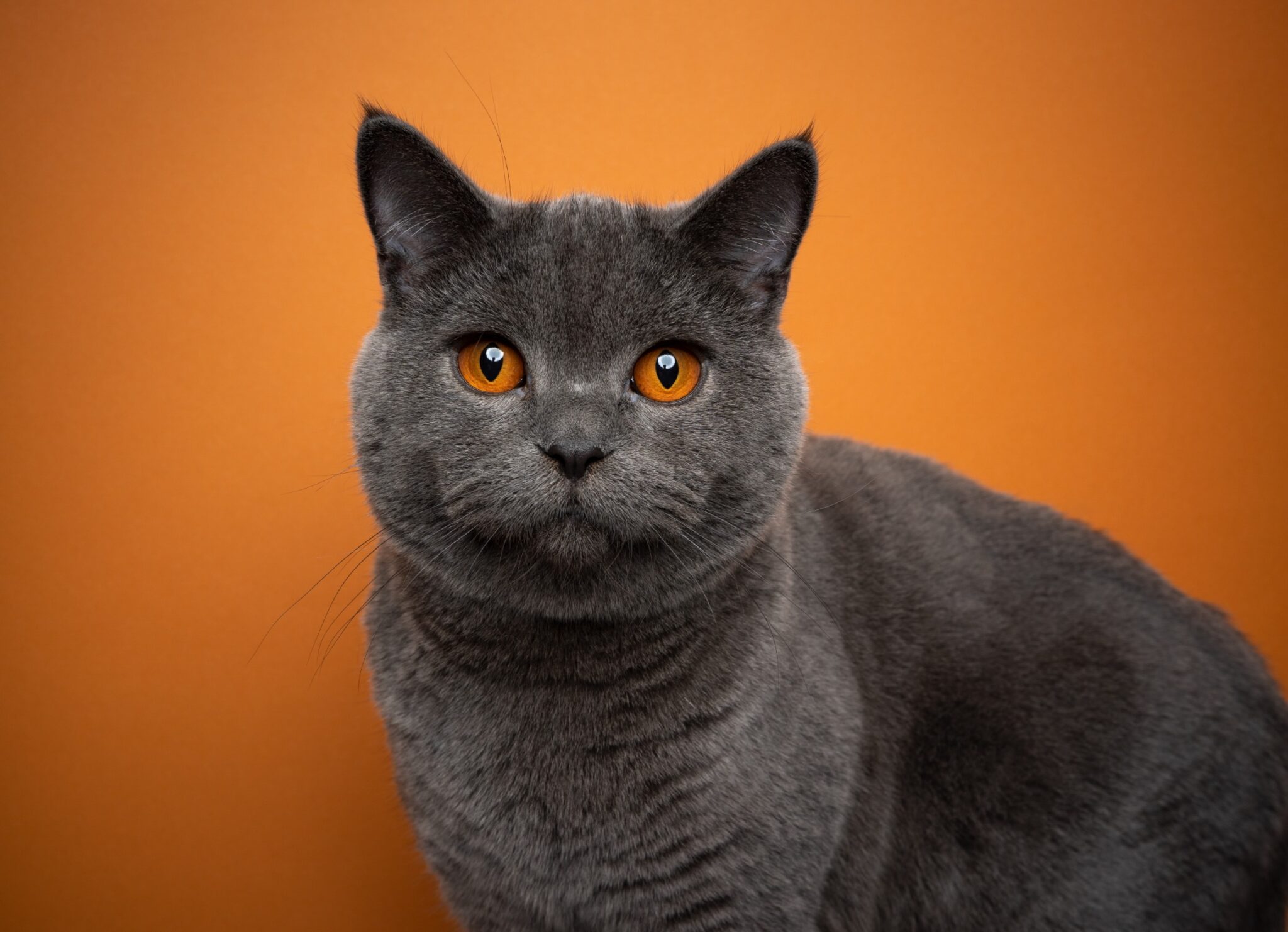 Tout ce que vous devez savoir avant d'adopter un chat British Shorthair