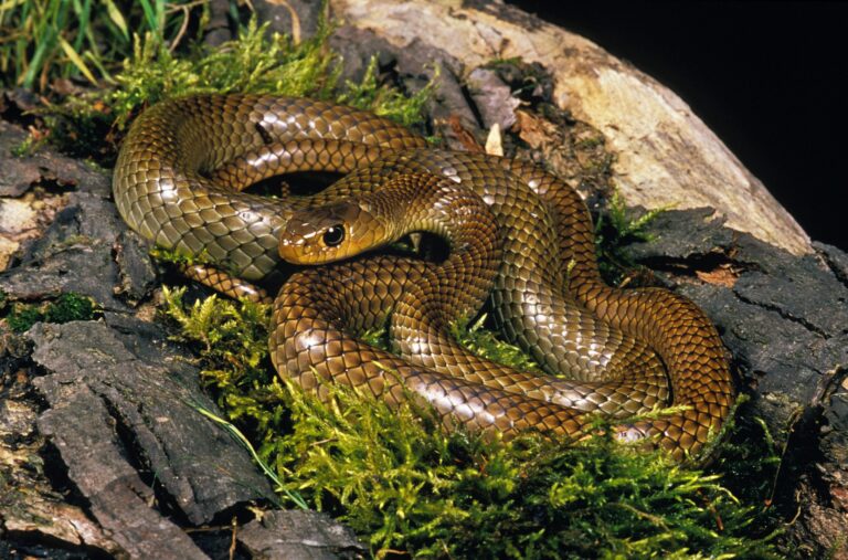 Le guide ultime des 10 meilleurs serpents de compagnie pour les débutants
