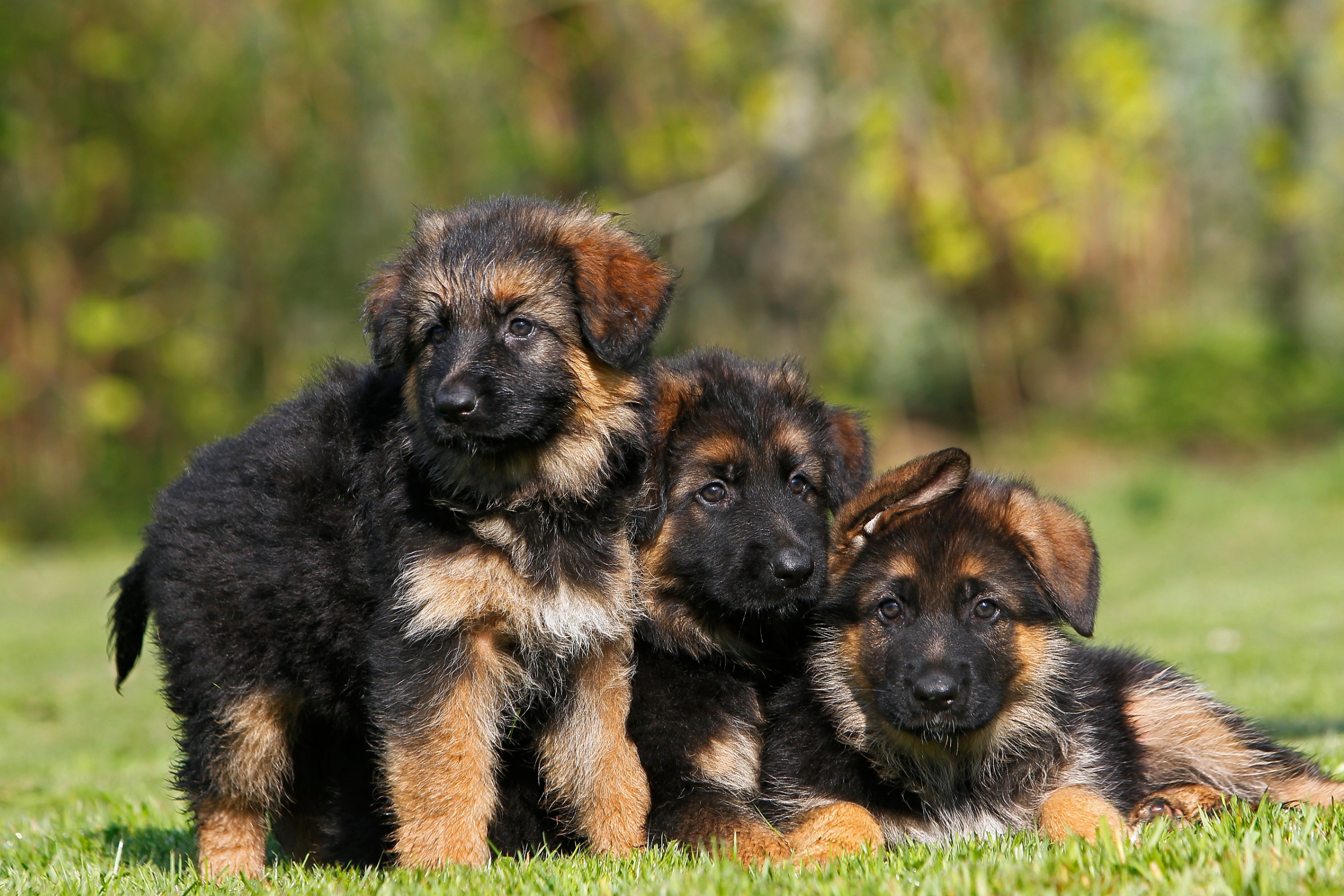 15 Astuces Pour Bien Pr parer L arriv e De Votre Chiot Berger Allemand