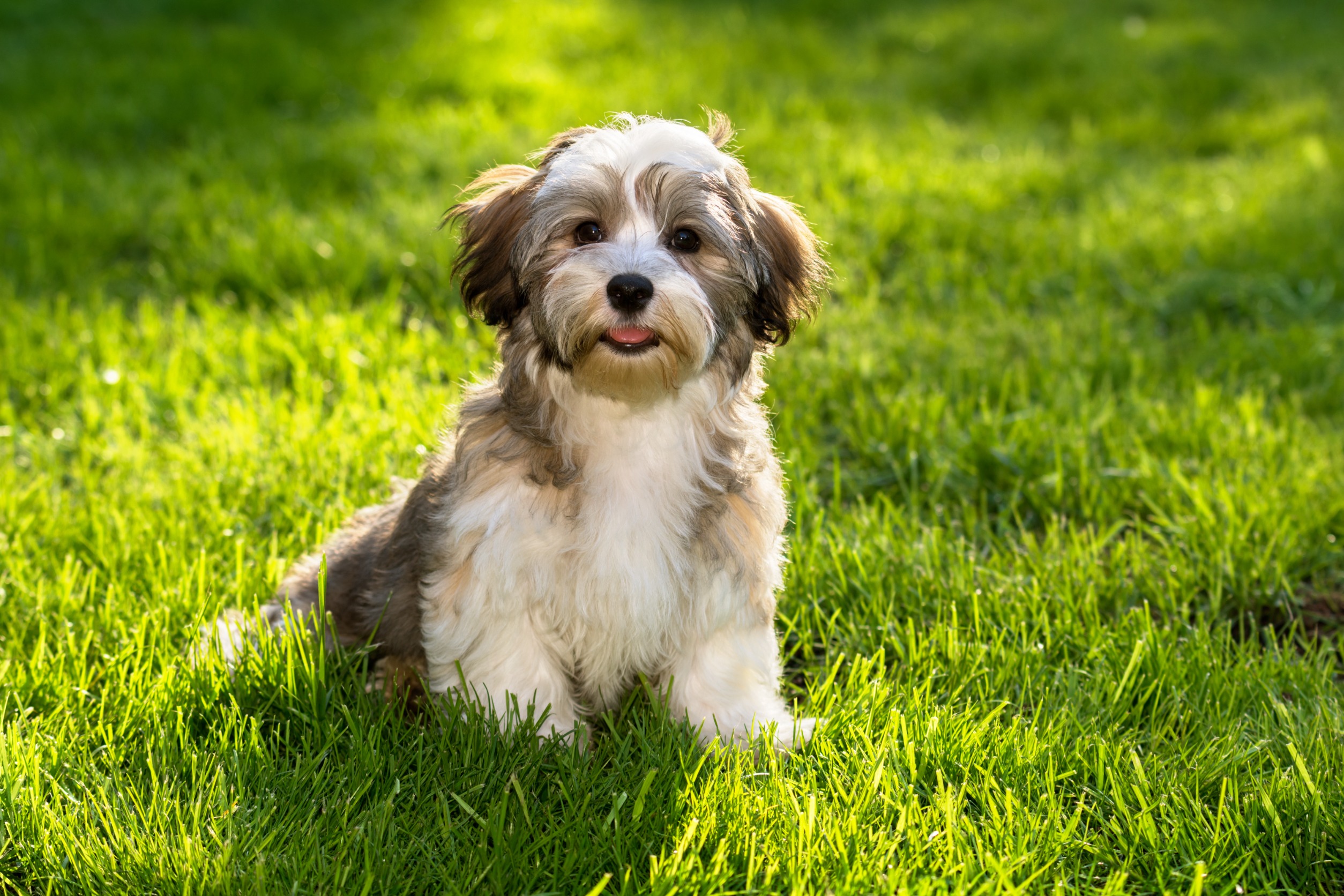 10 Choses Essentielles Conna tre Avant D adopter Un Chiot Bichon Havanais 10 Choses Essentielles Conna tre Avant D adopter Un Chiot Bichon Havanais