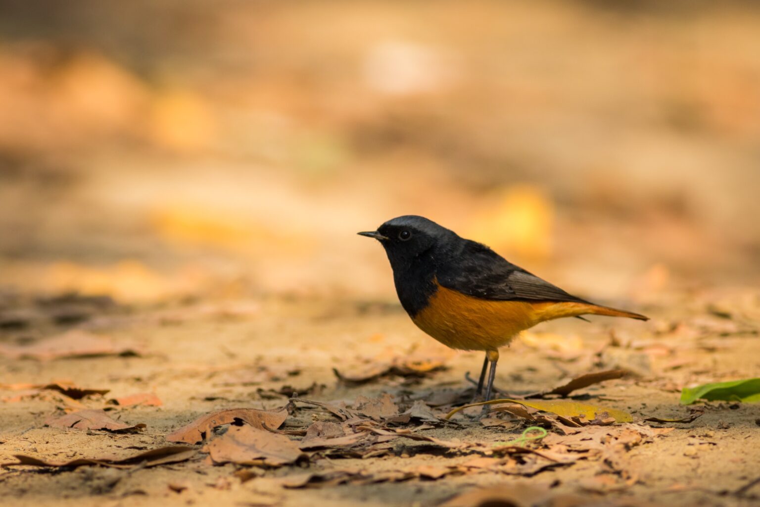 Le rouge-queue noir (Phoenicurus ochruros) : un oiseau au charme discret