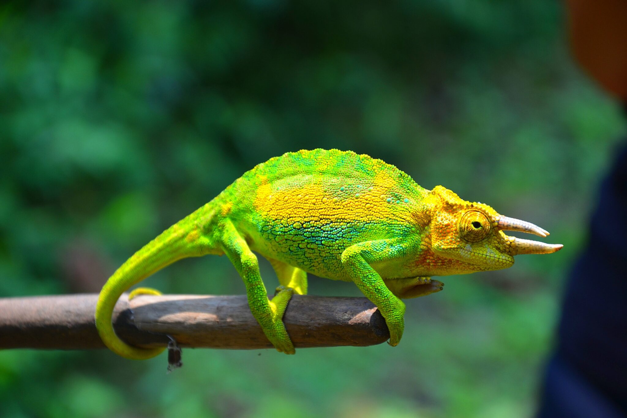 Le fascinant Caméléon de Jackson un reptile aux mille couleurs