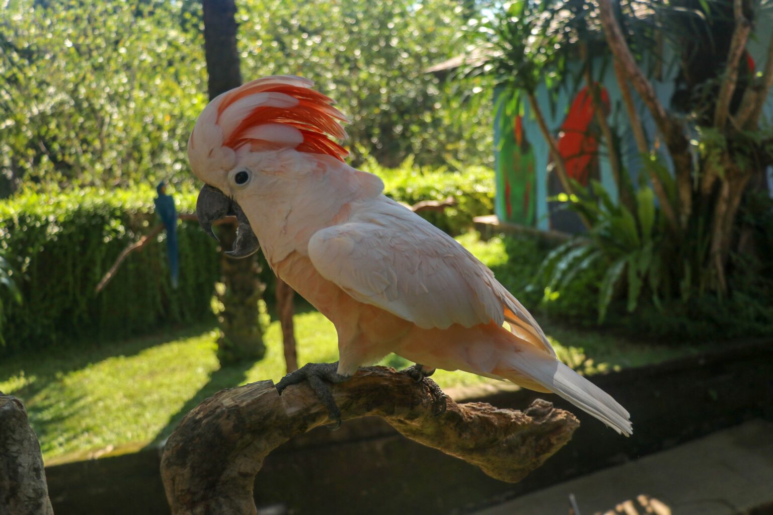 Cacatoès