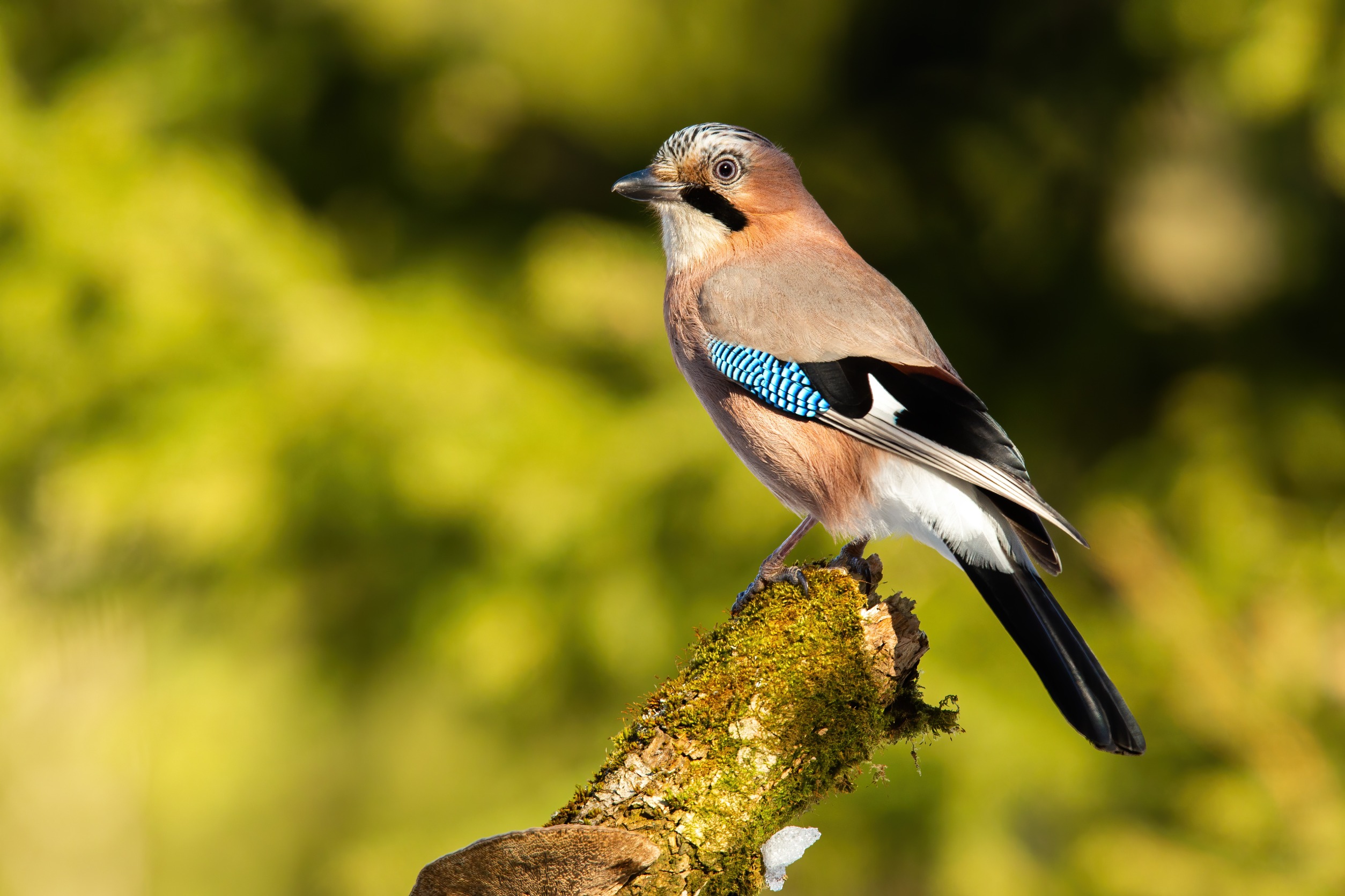 Le Geai des chênes (Garrulus glandarius) un oiseau fascinant