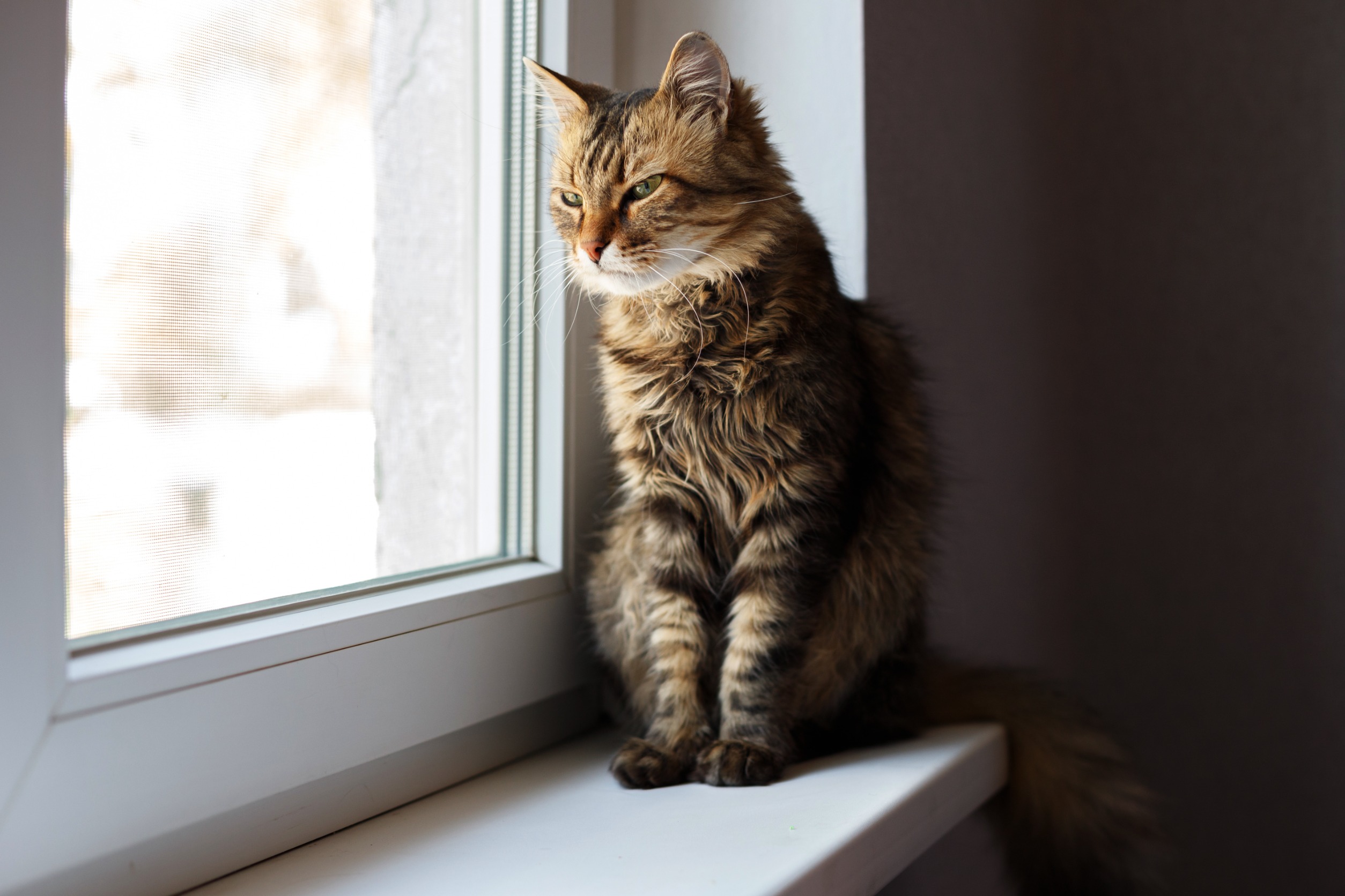 Котенок на окне