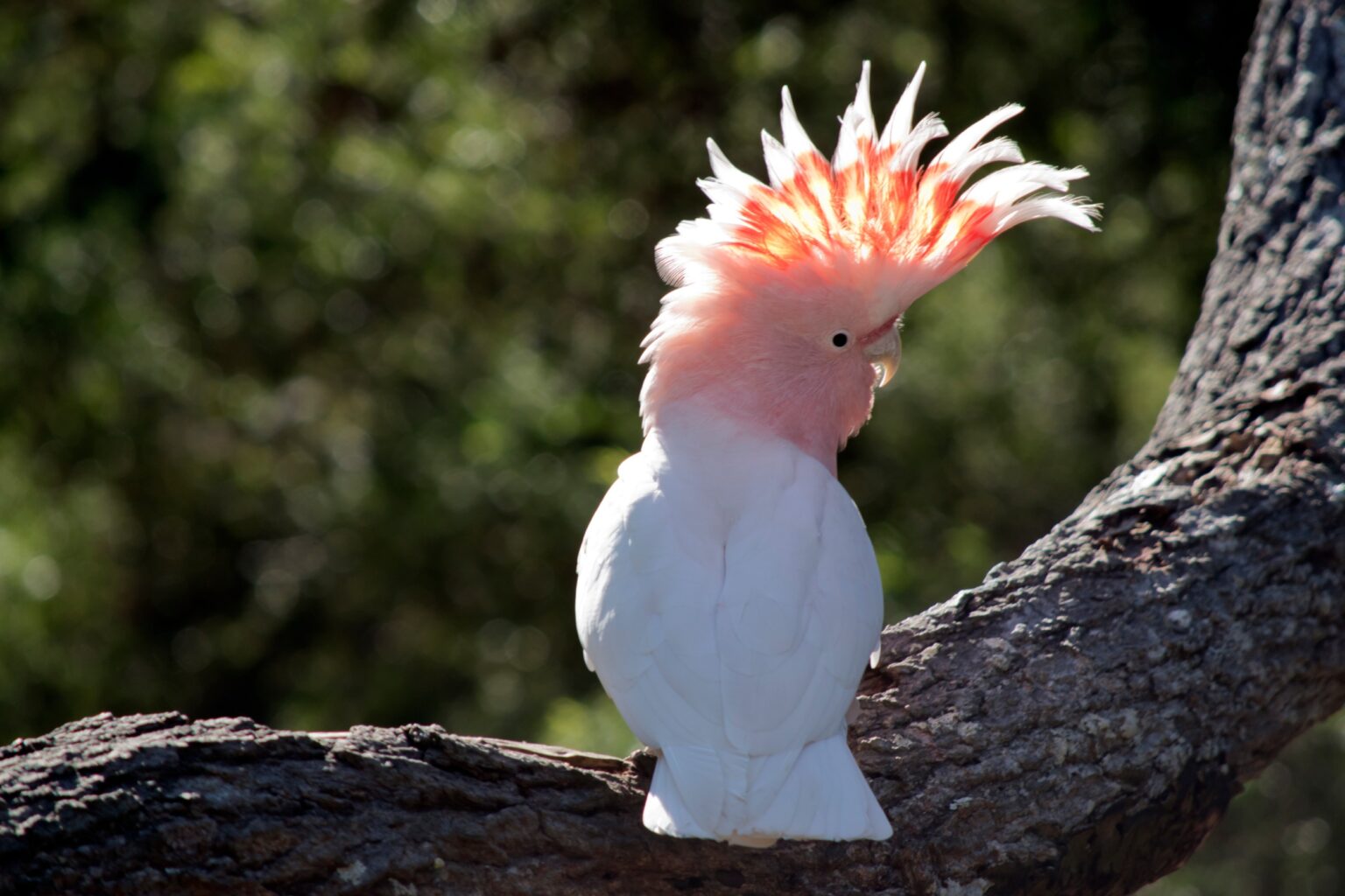 Découverte du cacatoès de Leadbeater un perroquet aux couleurs éclatantes