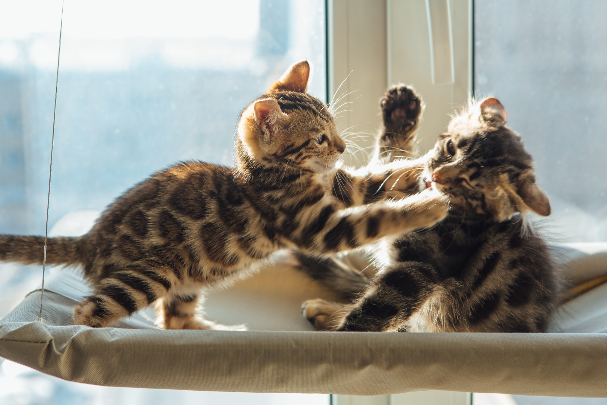 Mes chats se battentils ou jouentils ? Comprendre leurs comportements