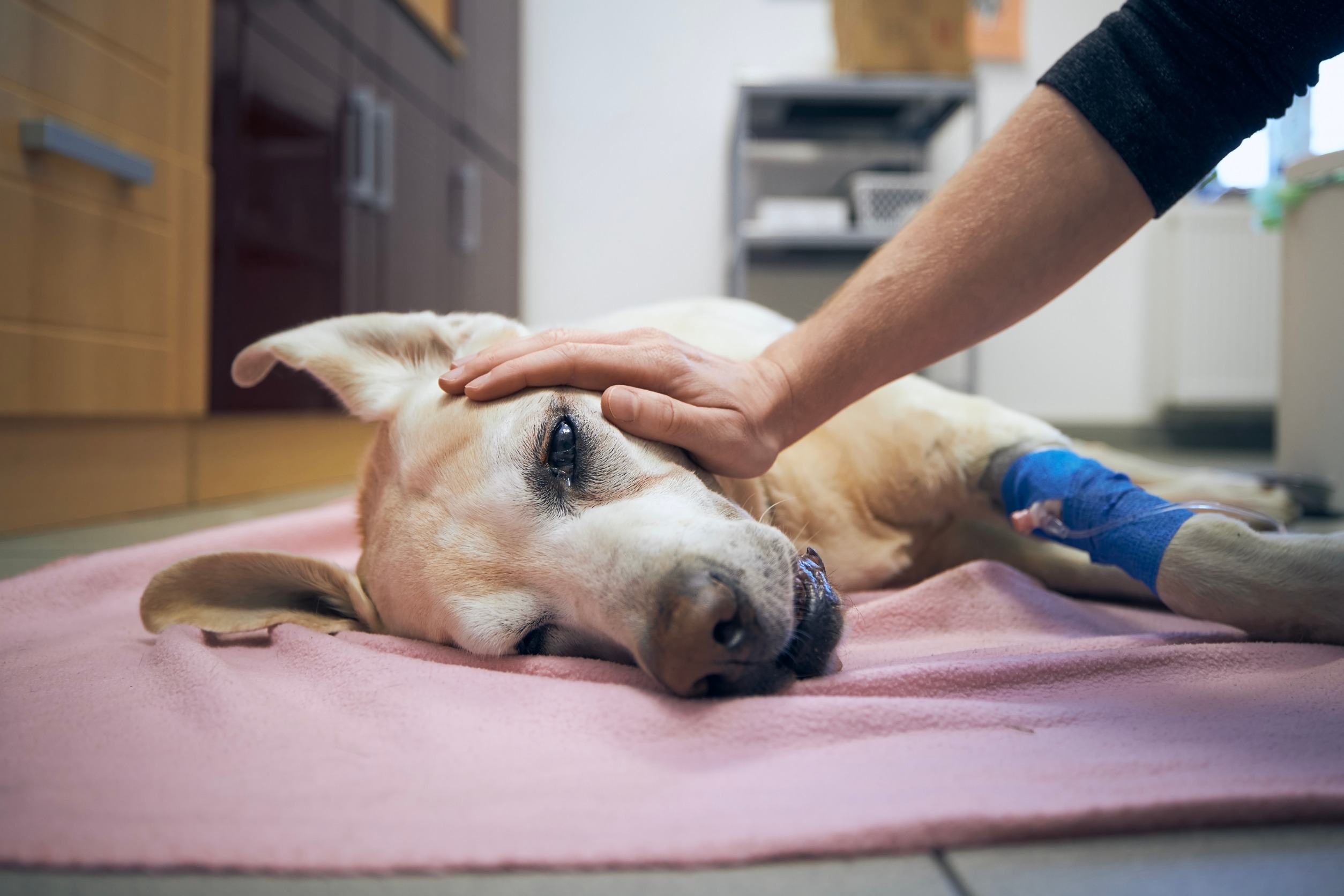 les-comas-diab-tiques-chez-les-chiens-comprendre-et-r-agir