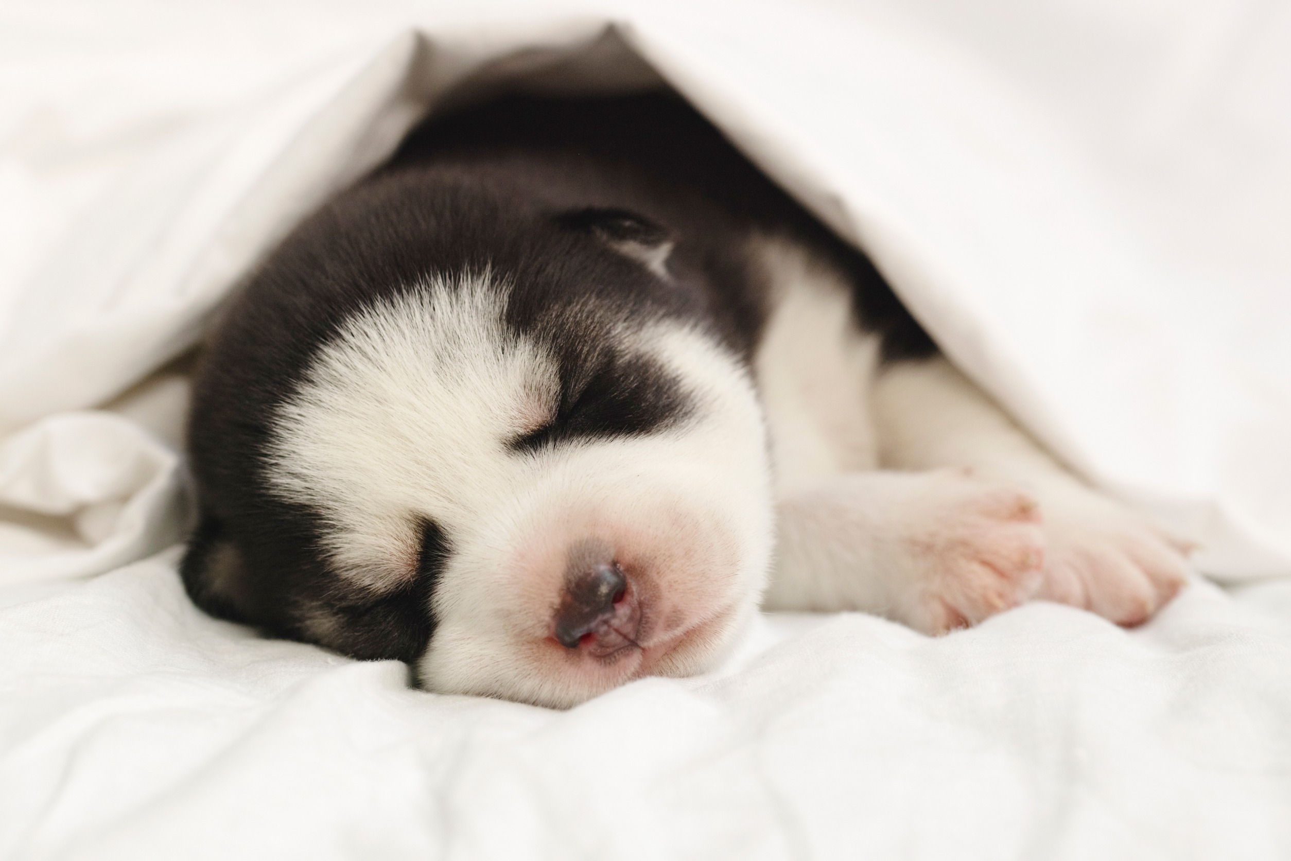Le sommeil du chiot ce à quoi il faut s