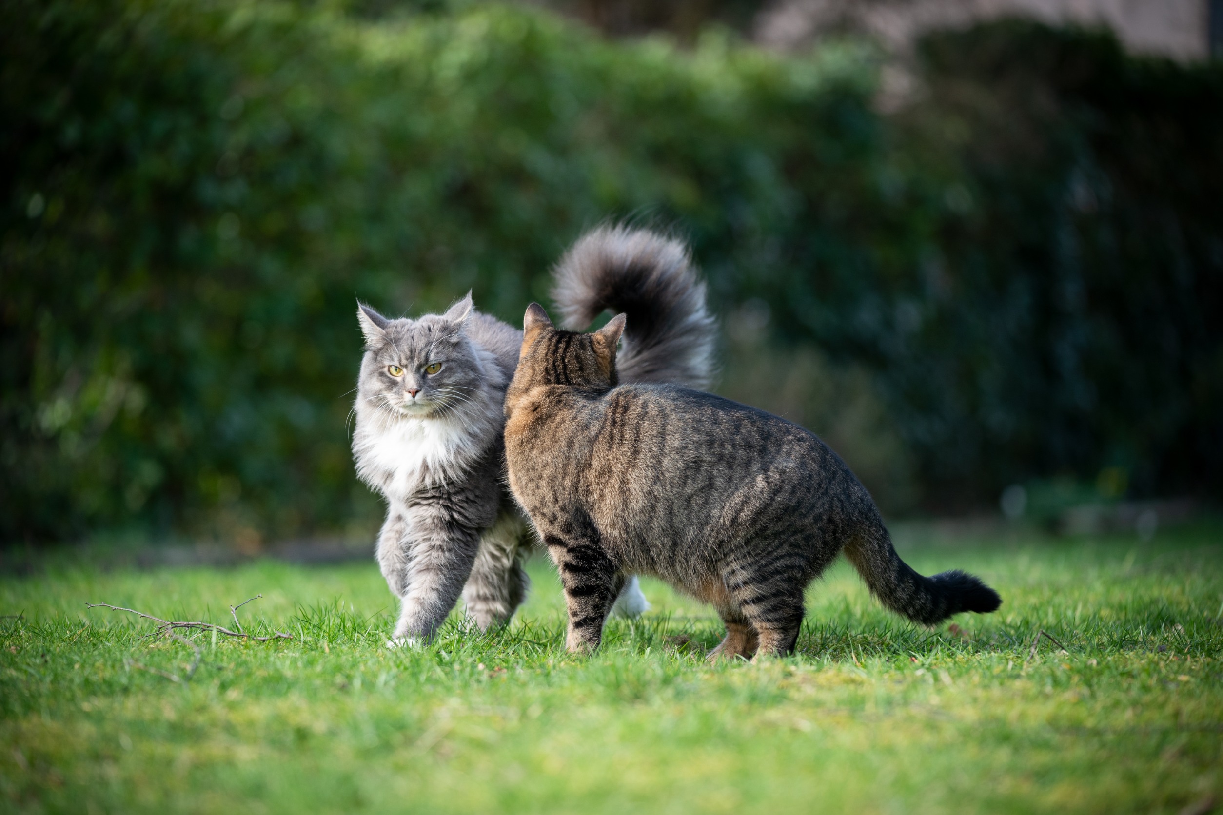 Créer des interactions positives entre chats astuces pour une cohabitation harmonieuse
